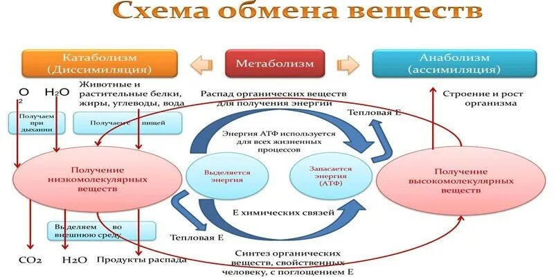 Энергетический этап диссимиляции. Схема обмена веществ в организме метаболизм. Обмен веществ и энергии в организме схема. Пластический обмен веществ схема. Этапы метаболизма схема.