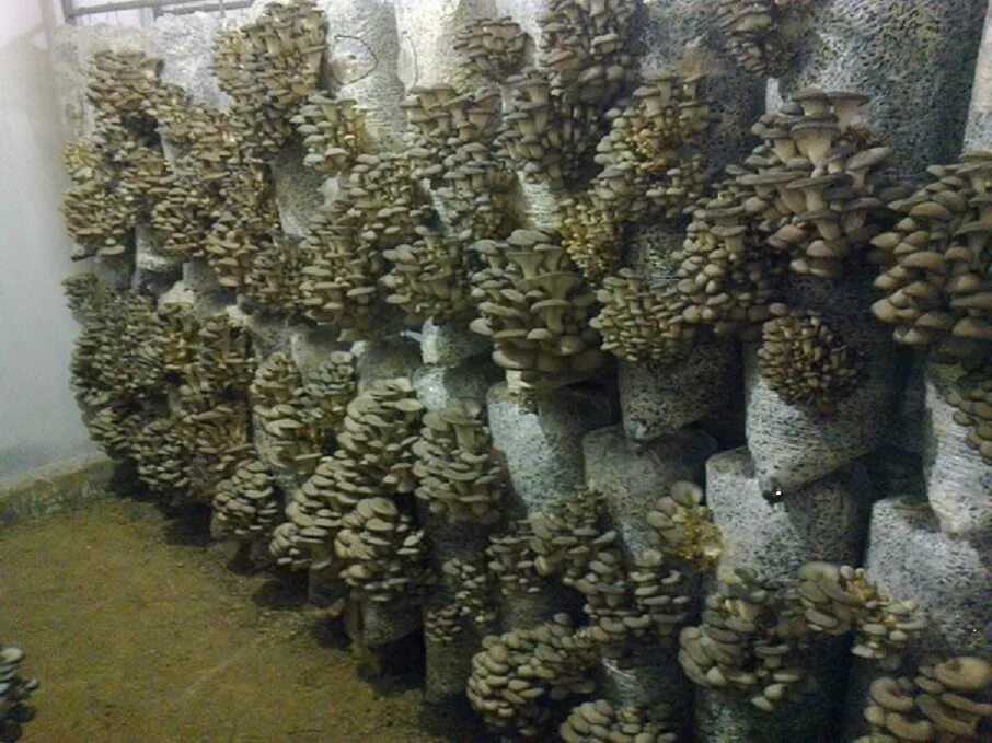 Грибные деньги. Грибные блоки вешенка. грибные блоки вешенки. выращивание грибов вешенка. грибы вешенка в мешках.