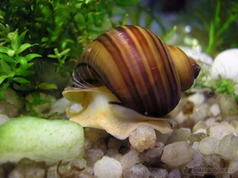 Улитка желтая аквариумная ампулярия. Ампулярия тигровая. Улитка ампулярия. Большие аквариумные улитки. Улитка ампулярия.