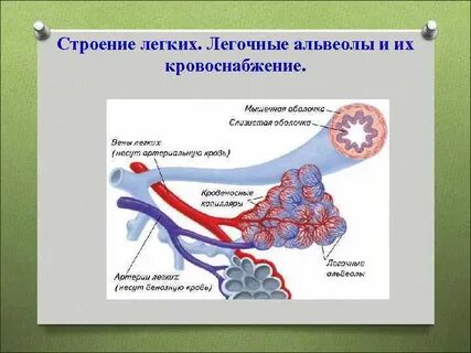 Ткань альвеол