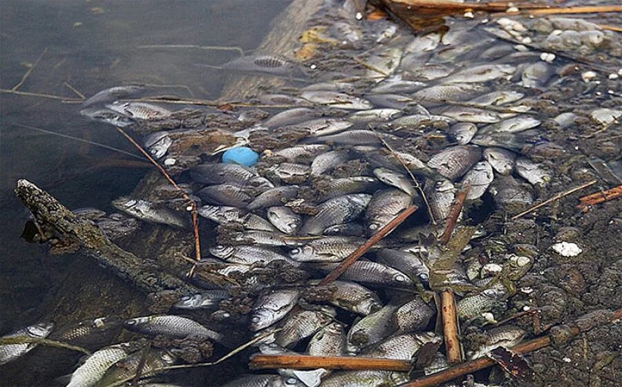 Гибнет рыба. Загрязнение водоемов. Рыба в озере. Загрязненные водоемы.