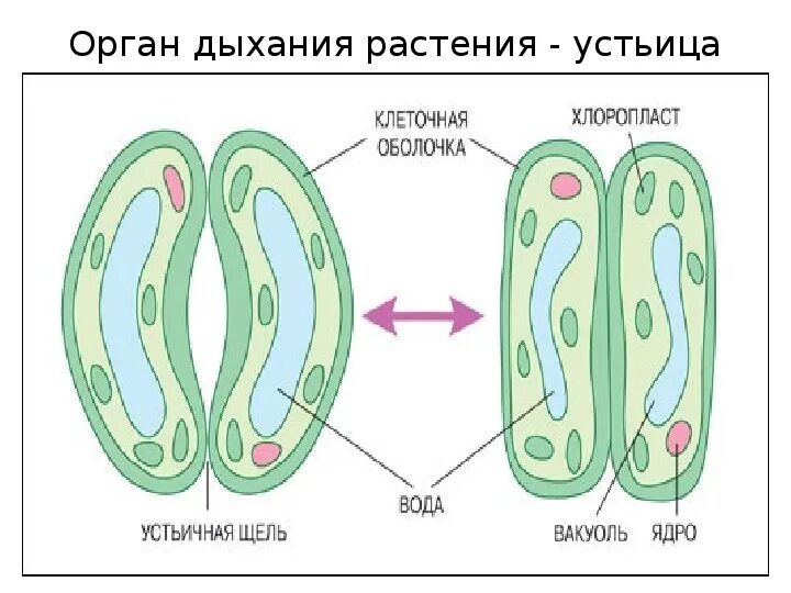 Устье растений. Строение растения 6 класс биология устьица. Схема строения устьица растений. Строение устьица 6 класс биология. Устьица у растений это.