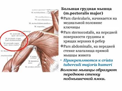 Подмышечная ямка границы