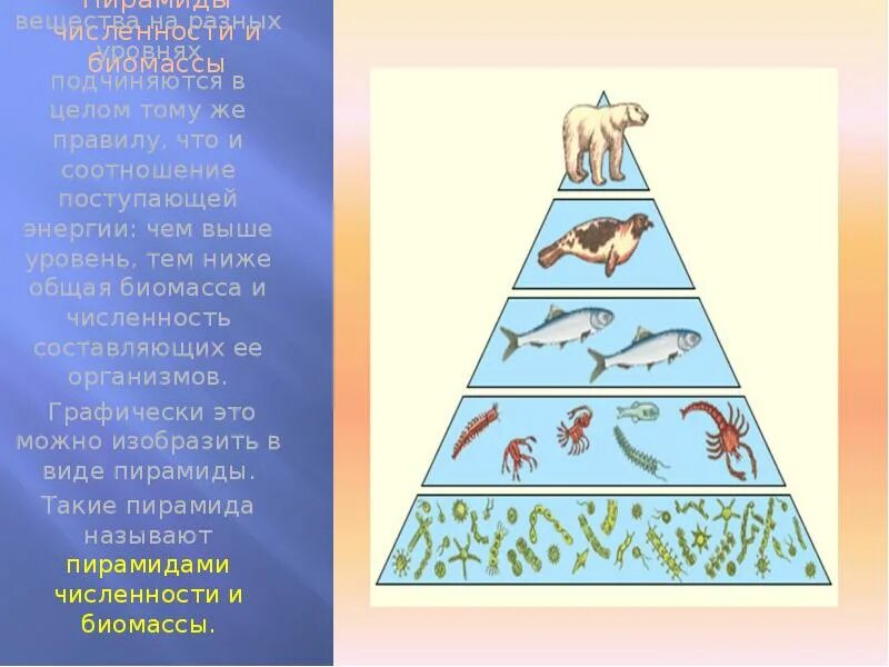 Экологическая пирамида численности. Экологическая пирамида биомассы. Пирамида биомасс пирамида чисел пирамида энергии. Экологическая пирамида биомассы Перевернутая. Упрощенная экологическая пирамида чисел.