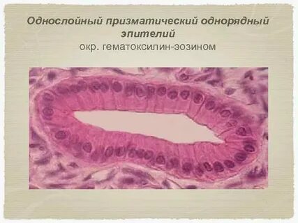 Высоко цилиндрический эпителий