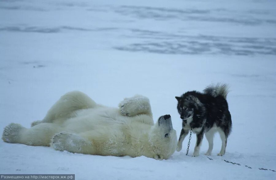 тибетский мастиф и гималайский медведь. дружба белого медведя и собаки. человек в клетке с медведем. белый медведь в поселке. собака вывела медведей на хозяина чем закончилось.