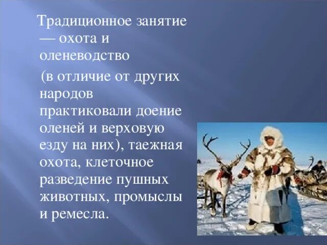 Оленеводство традиционное занятие. Оленеводство традиционное занятие какого народа. Народов России относятся оленеводство, охота и рыболовство.. Мини сообщение о оленеводстве. Какие народы занимаются оленеводством