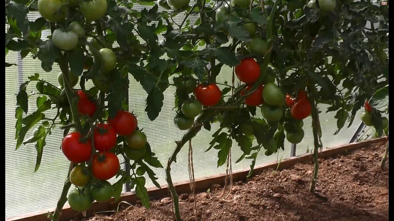 томат сибирская тройка семена. томат перцевидный розовый сиб. томат тройка характеристика и описание сорта отзывы. томат сибирская тройка фото. томат сибирская тройка куст.