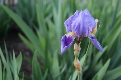 Bzigo iris