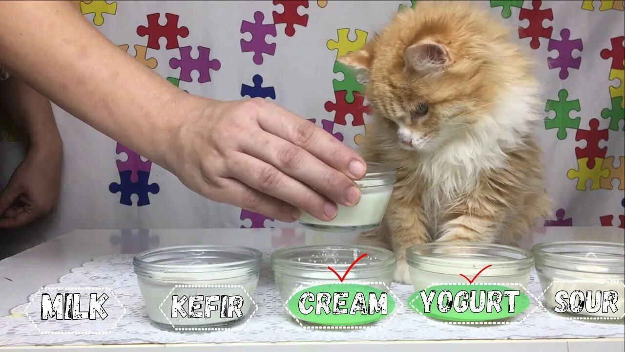 Кот кефир давать. Котик в кефире. самый большой кот кефир. кот кефир видео. кефир с кошечкой.