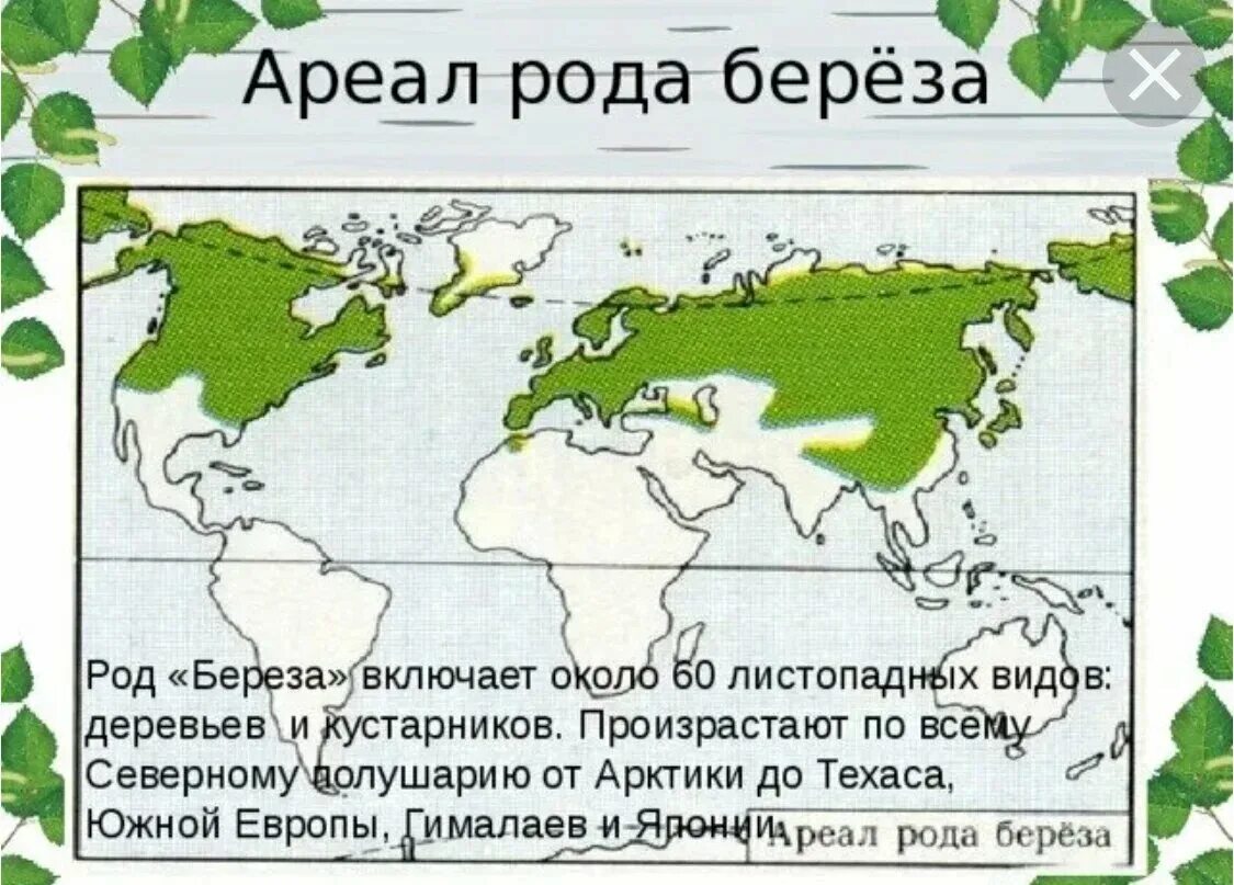 Граб дерево ареал. В каких странах растут березы. Карта распространения березы в мире. Береза распространение в мире. Чем можно объяснить широкое распространение березы
