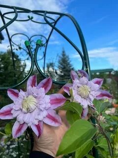 Клематис отцвел что делать