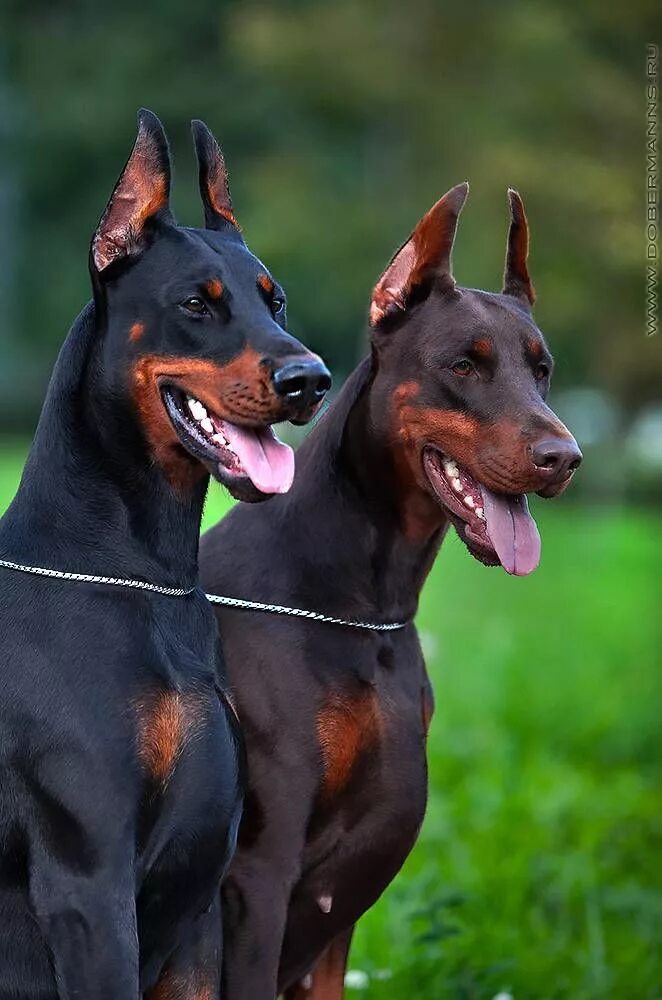 Покажи фотографию собаки доберман Doberman, Dog, Rose, Sitting, Sweet Доберман