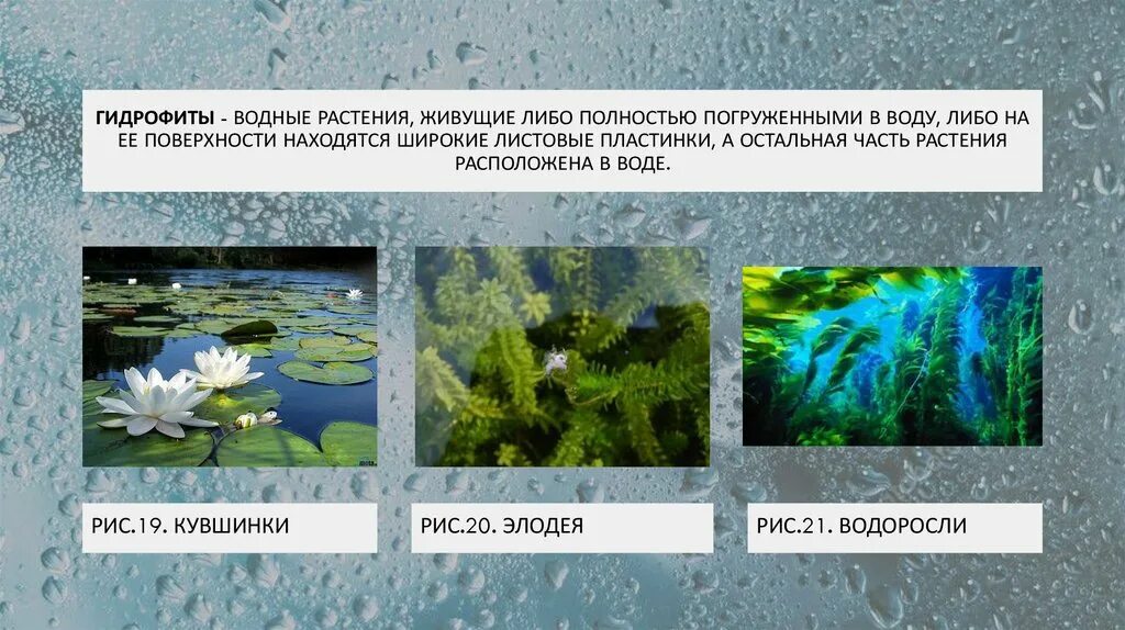 В верхнем слое воды обитает больше