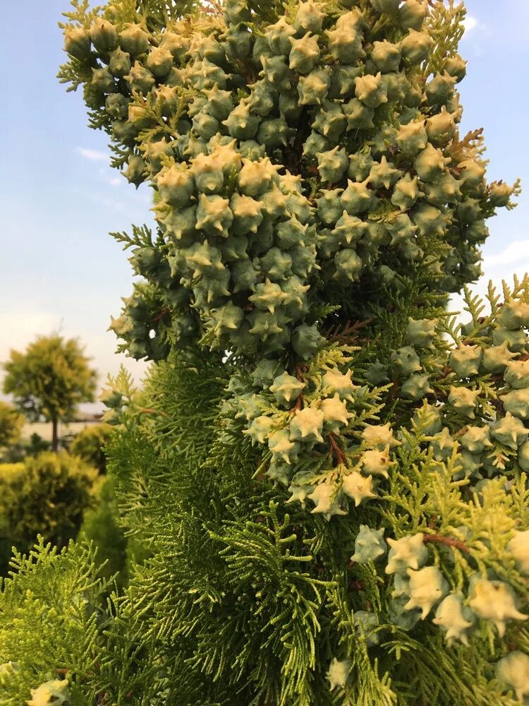 Platycladus orientalis aurea nana variegata. Platycladus orientalis aurea nana variegata