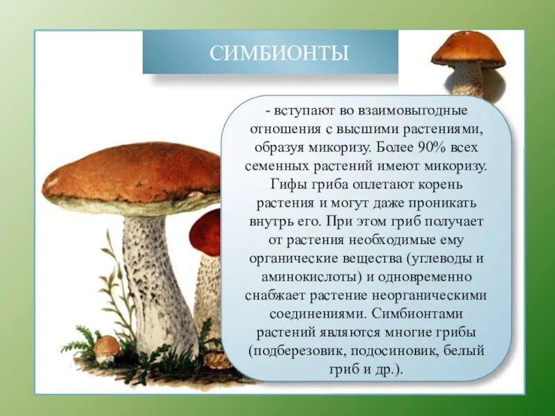 Симбионтом человека является. Грибы симбионты трубчатые. Полезные симбионты грибы. Грибы симбионты примеры. Название грибов симбионтов.