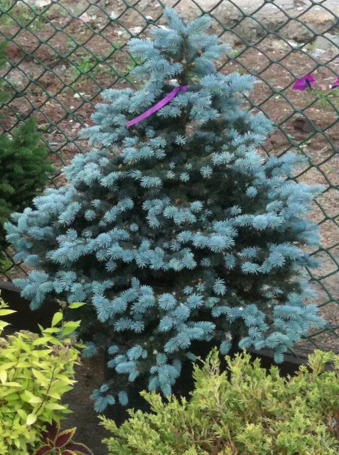 Сорта невысоких елей. Ель обыкновенная nidiformis (нидиформис). Сорта невысоких елей. Ель подушковидная нидиформис. Сорта невысоких елей.