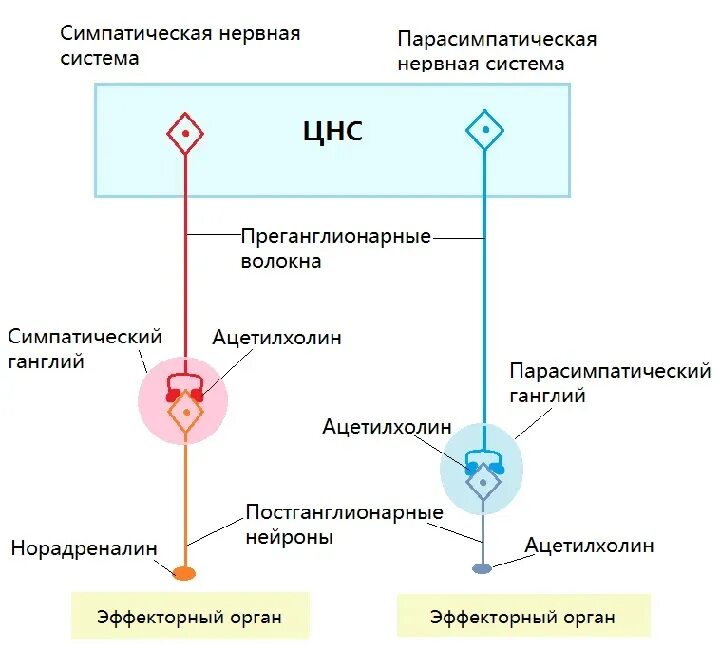 Симпатическая нервная. Схема симпатической и парасимпатической иннервации. Схема симпатической и парасимпатической нервной системы. Симпатическая нервная система строение анатомия. Схема строения симпатической нервной системы.