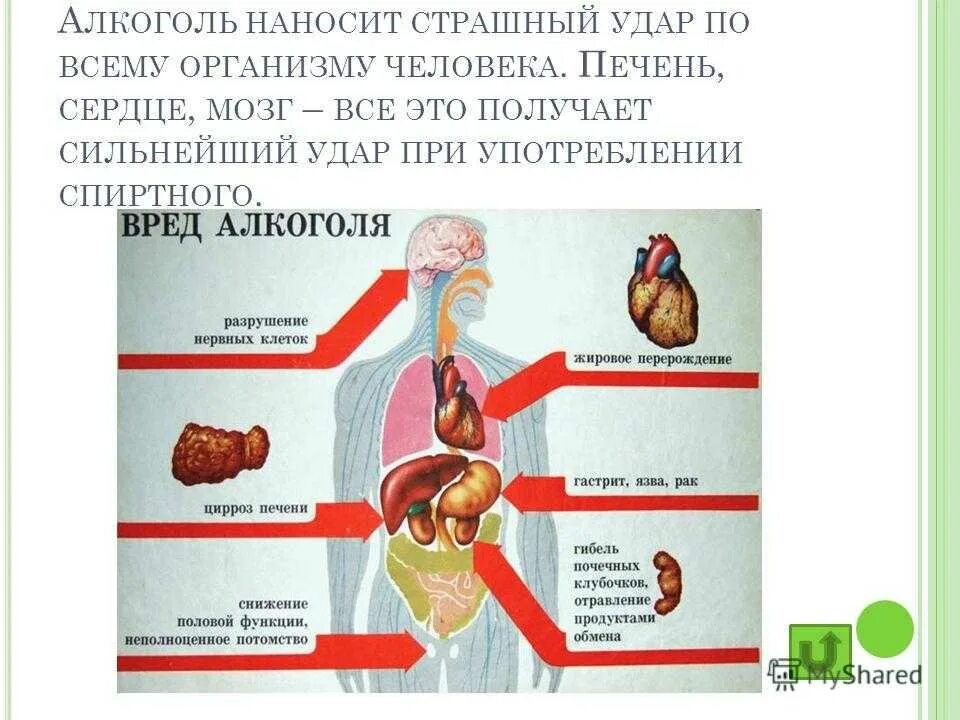 Какой вред организму может нанести прием. Влияние спиртов на организм человека.