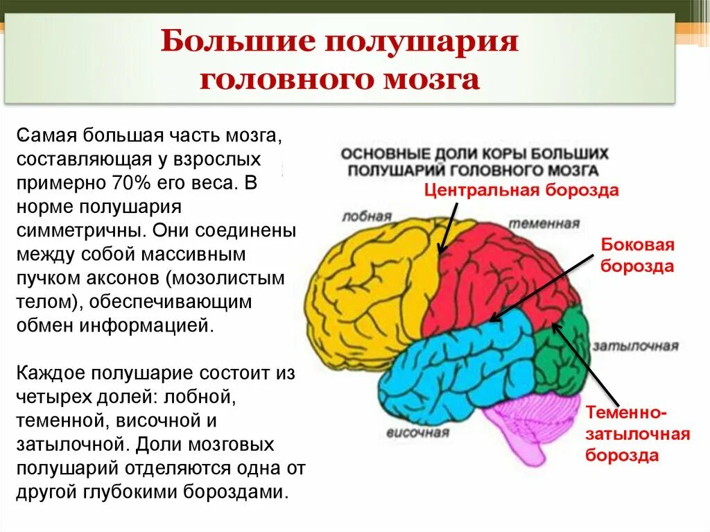 Наличие коры головного мозга. Большие полушария головного мозга функции. Функция больших полушарий переднего головного мозга. Доли правого полушария головного мозга. Строение головного мозга доли коры.