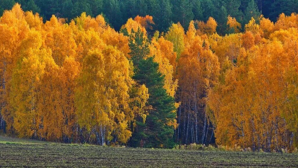 ф тютчев есть в осени первоначальной. осеннее озеро. лучезарный вечер осени. есть в осени хрустальной. есть в осени первоначальной короткая но дивная пора.