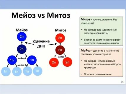 Набор хромосом в митозе и мейозе