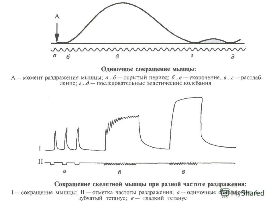 Одиночное сокращение мышцы физиология. Одиночного мышечного сокращения скелетной мышцы. Фазы одиночного сокращения скелетной мышцы. Фазы одиночного мышечного сокращения физиология. Максимальная величина раздражителя