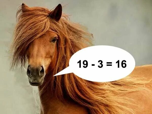 Михаил зощенко очень умная лошадь. Собака конь. Конь лукас. Михаил зощенко очень умная лошадь. Самая умная лошадка в мире.