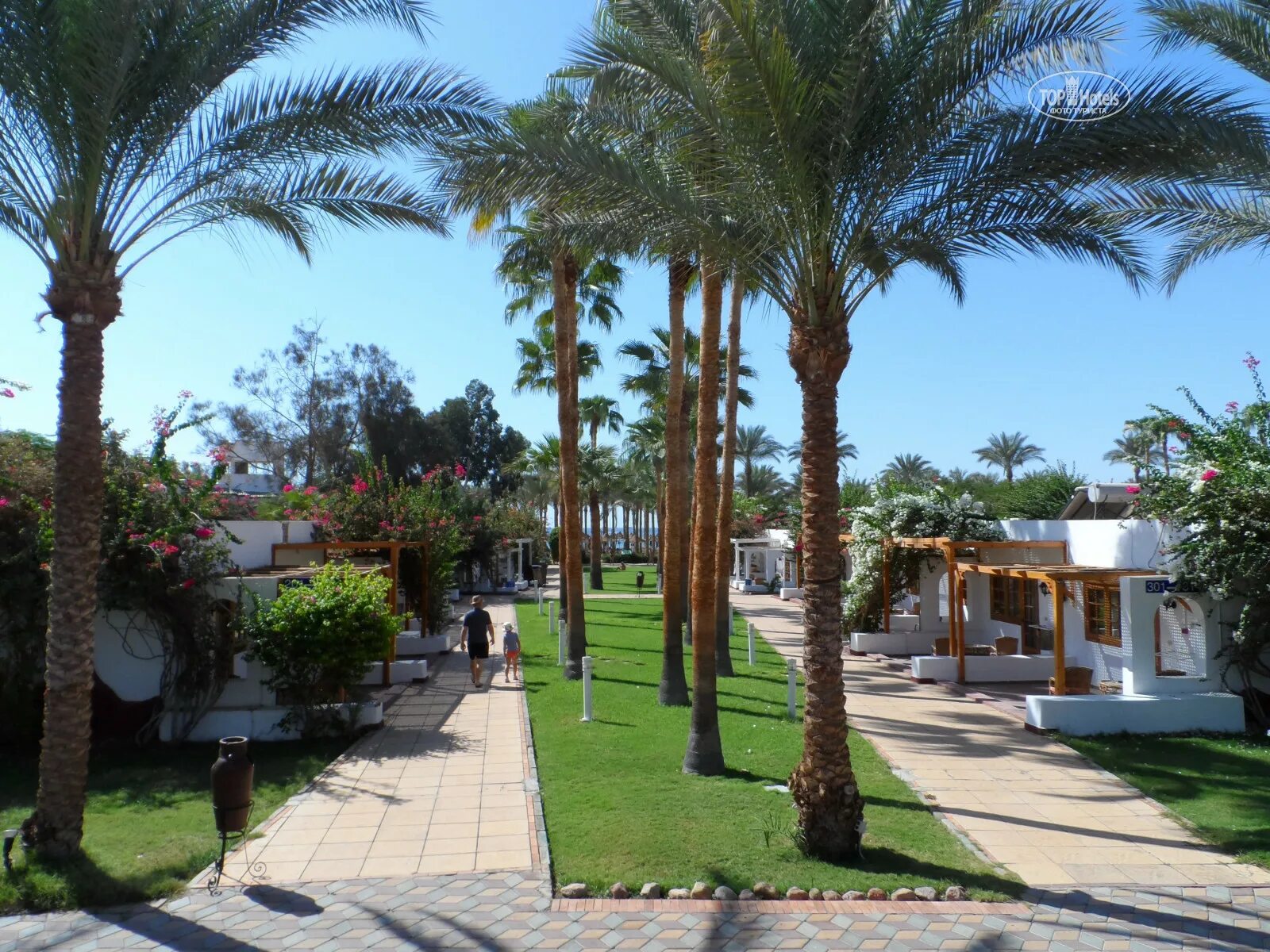 Отель сети Шарм Шарм-Эль-Шейх. Dessole Египет Шарм-Эль-Шейх. Fun Sun Smart Seti Sharm 4 Египет Шарм-Эль-Шейх. Dessole Seti Sharm Resort 4 Шарм-Эль-Шейх.