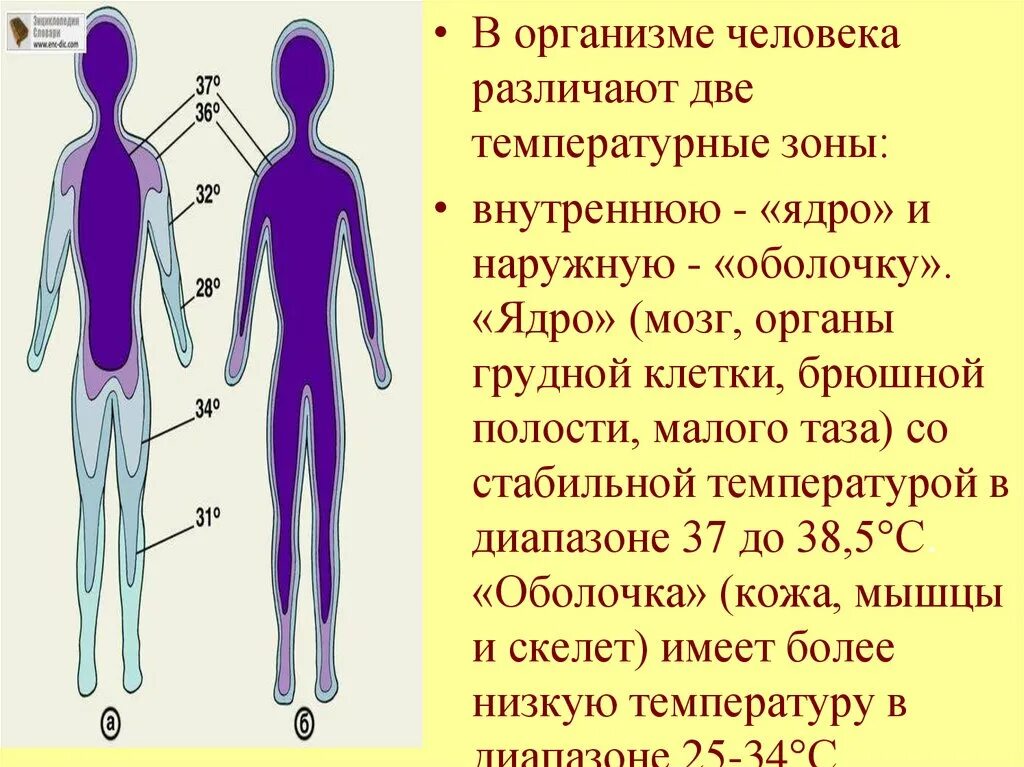 Температурные зоны в организме человека. Температурное ядро и оболочка. Температурное ядро и оболочка тела. Температура ядра и оболочки тела. Человек внешняя оболочка