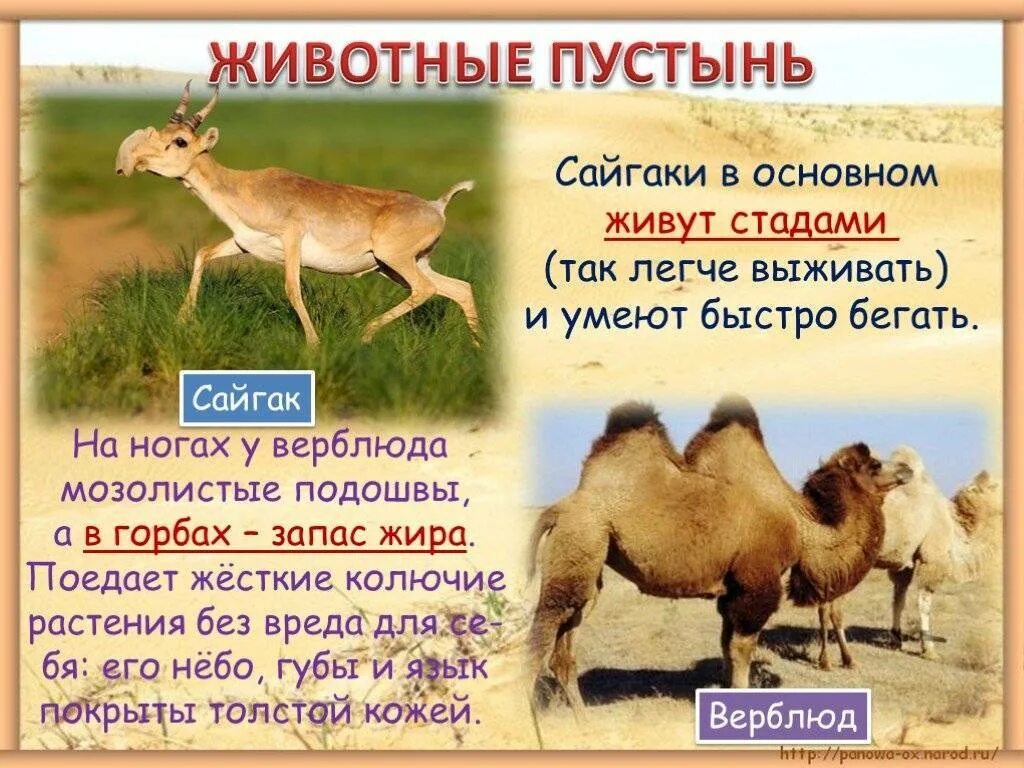 Какие животные в зоне пустынь. Животные зоны пустынь. интересные факты о животных пустыни. животные жарких пустынь. животные в пустыне презентация.