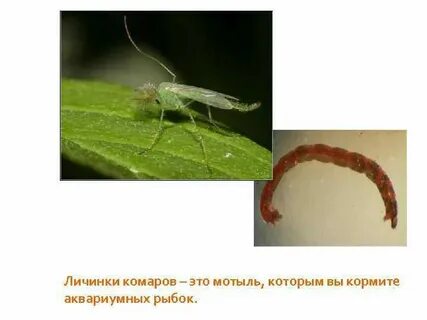 Среда обитания комара