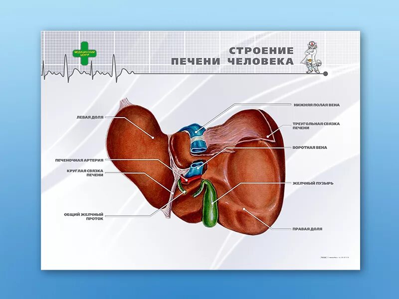Строение печени. Печень анатомия человека. Борозды печени анатомия. Люди без печени