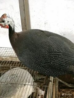 Куры в волжском
