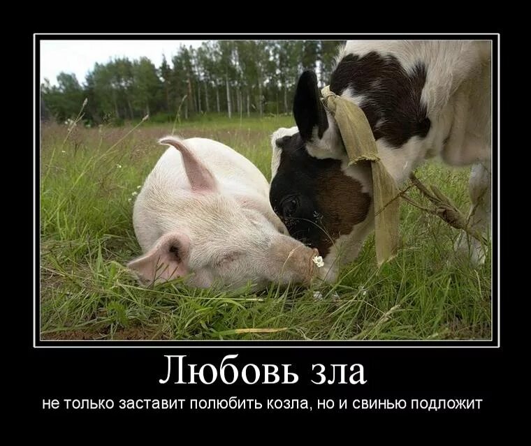 Ответ козлам