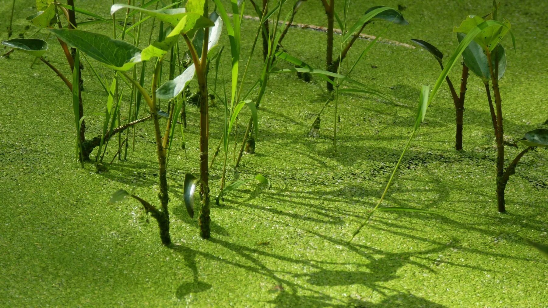 Поверхность прудов летом бывает сплошь затянута водорослью