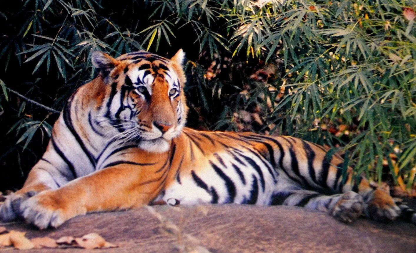 Королевский бенгальский тигр. Тайгер тигр. Бенгальский тигр Индия. Королевский бенгальский тигр в Индии. Бенгальский тигр подвид тигра