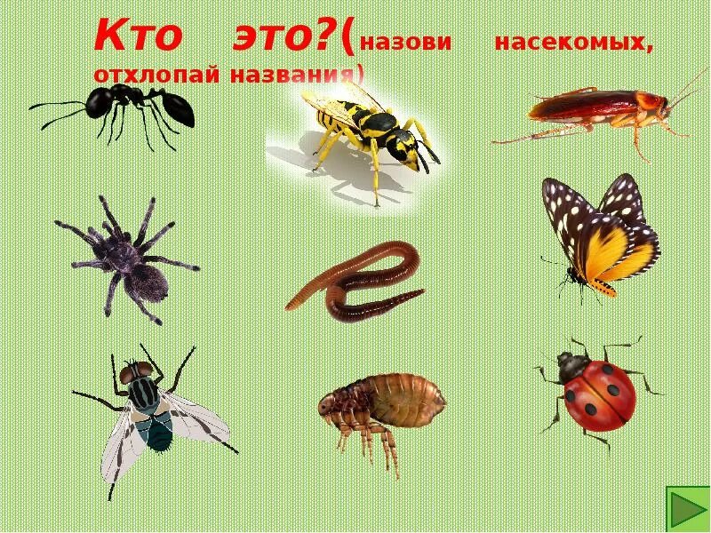 Ознакомление с окружающим миром тема насекомые. Тема насекомые. Лексическая тема насекомые. Лексическая тема насекомые насекомые. Назови ласково тема насекомые.