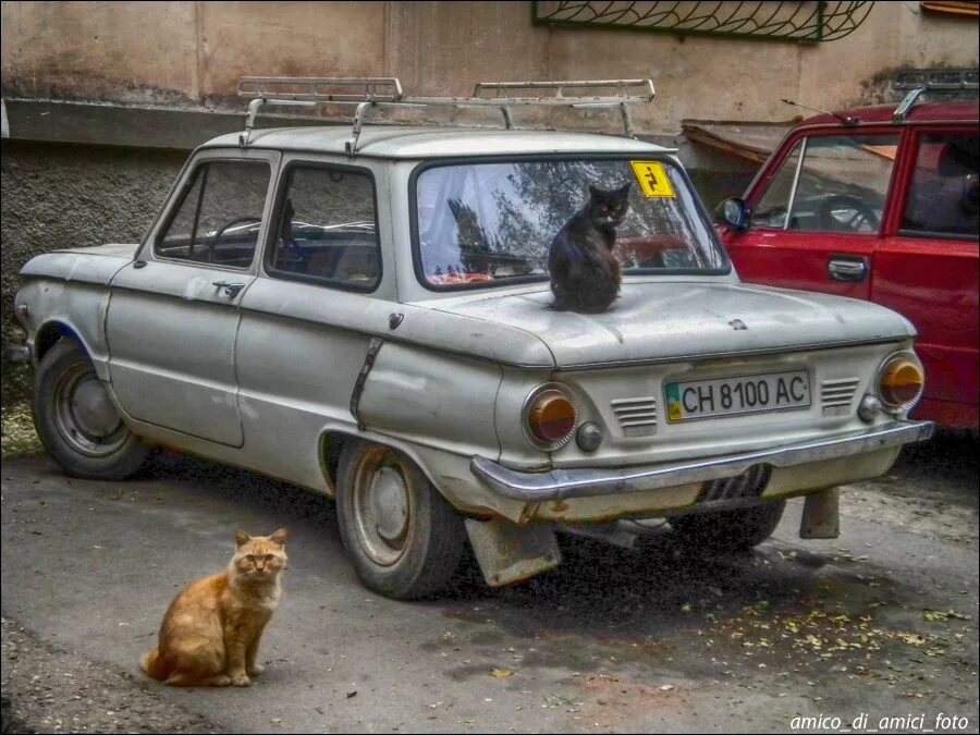 Купить машину жили. Страшный Запорожец. Ржавый Запорожец. Старые автомобили в Крыму. Жил в машине.