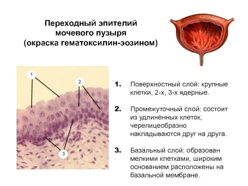 Слои переходного эпителия