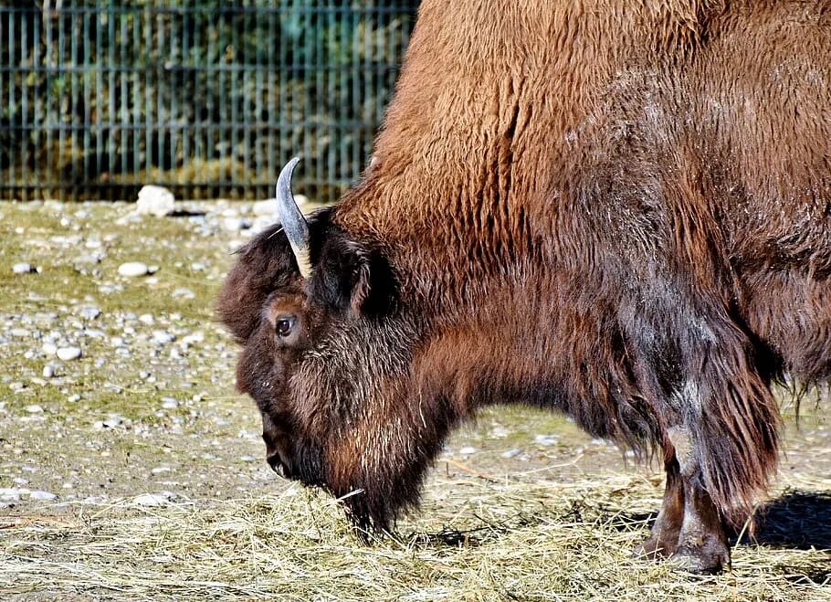 ЗУБР Bison bonasus. Бизоны зубры Буйволы. Бизон Буффало. Американский ЗУБР.