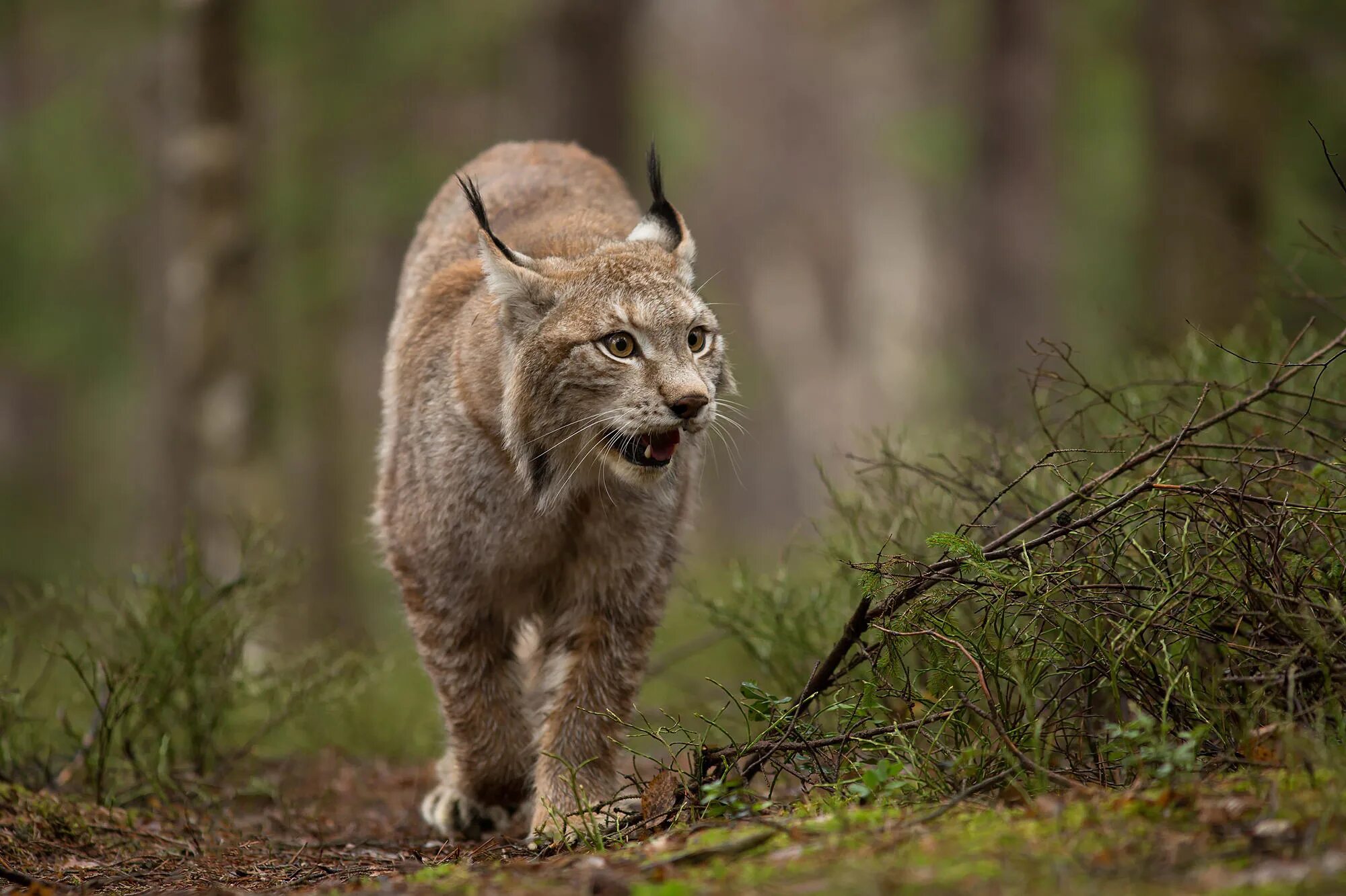 Хищный лес. Lynx lynx). Хищный лес. Сибирская рысь. Обыкновенная рысь lynx lynx.