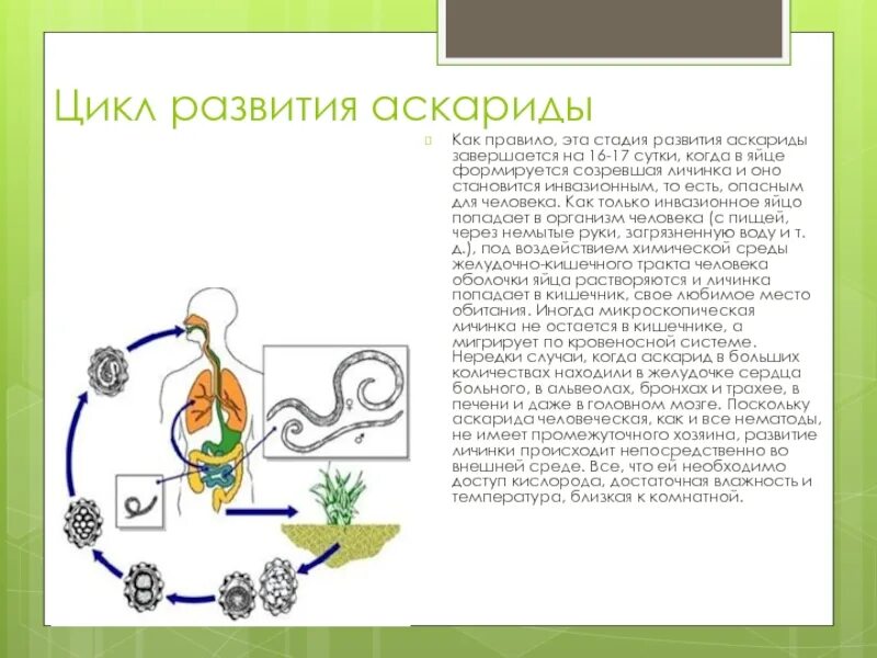 Жизненный цикл аскариды. Цикл развития человеческой аскариды биология 7 класс. Этапы жизненного цикла аскариды человеческой. Циклы развития червей аскарида. Опишите жизненный цикл аскариды.