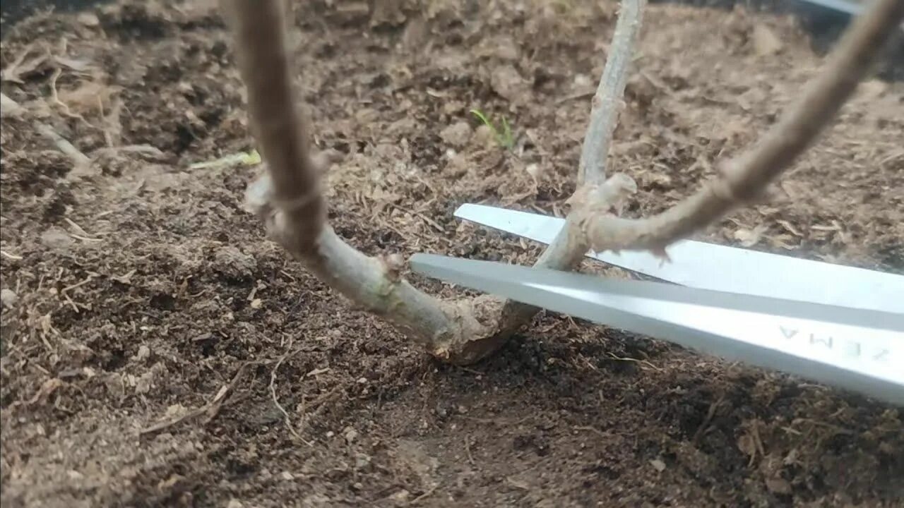 Обрезка самарской лидии. Обрезка самарской лидии. Обрезка самарской лидии. Обрезка самарской лидии. Обрезка самарской лидии.