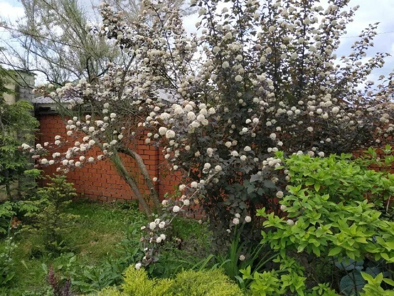 груша талгарская красавица крона. а во дворе расцвела ароматная груша. дендропарк груша уссурийская. бирюлевский дендропарк цветение миндаля. грушевый сад цветущий.