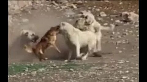 Видео бои кангалов
