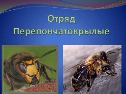 Перепончатокрылые насекомые характеристика