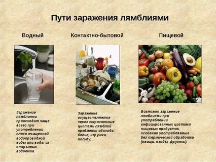 Лямблии способ заражения