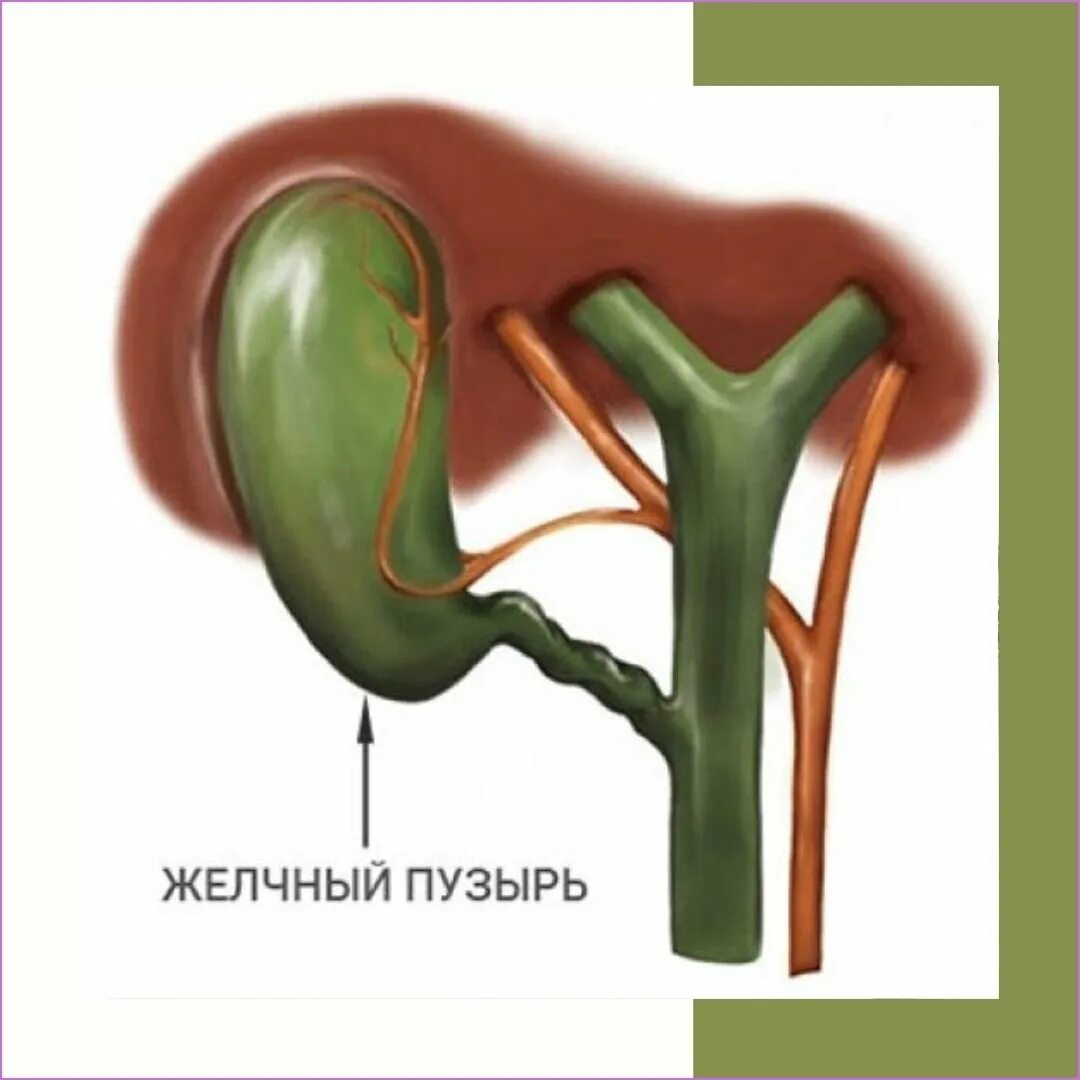 Настойка желчного пузыря. Холедох желчного пузыря что это. Холедох норма. Холедох что это такое в печени. Холедох анатомия.