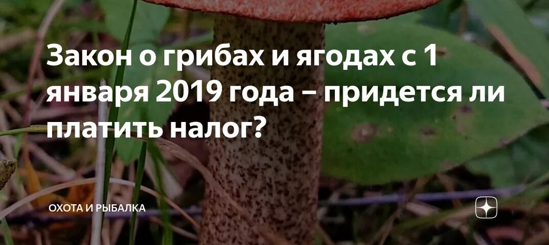 Новый закон о грибах. Словарь грибника. Новый закон о грибах. Новый закон о грибах. Новый закон о грибах.